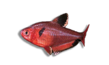 Barbus Serpe