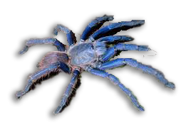 CD - Chilobrachys Dyscolus o Ragno Vietnamita Blu