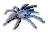 CD - Chilobrachys Dyscolus o Ragno Vietnamita Blu