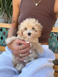 MALTIPOO Mini - Toy Crema Femmina 'Camilla'