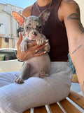 BULLDOG FRANCESE Illiac Tan Merle Femmina 'Riccarda'