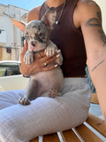 BULLDOG FRANCESE Illiac Tan Merle Femmina 'Riccarda'