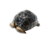 Tartaruga Gigante di Aldabra
