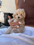 MALTIPOO Mini - Toy Crema Femmina 'Camilla'