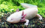 Axolotl Leucistico