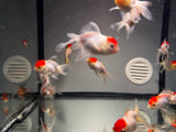 ORANDA Cappuccetto Rosso 8cm