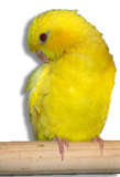 Parrocchetto Barrato Lutino