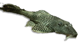 Hypostomus Plecostomus