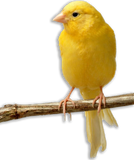 Canarino Domestico Giallo