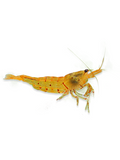 CARIDINA - Yellow Pumpkin