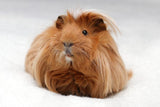 Cavia Peruviana a Pelo Lungo