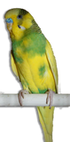 Cocorita Pezzato