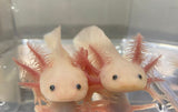 Axolotl Leucistico