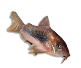 Corydoras Aeneus