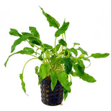 Cryptocoryne Walkerii