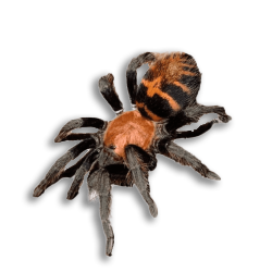 DP - Davus pentaloris o Tarantola Tigrata del Guatemala