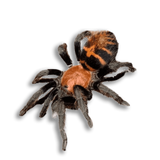 DP - Davus pentaloris o Tarantola Tigrata del Guatemala