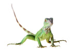 Iguana Verde