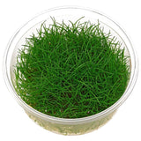 Eleocharis Parvula