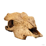 EXOTERRA - Teschio di Bufalo