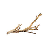 ASKOLL - Forest Branch