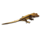 Geco Crestato Ancestrale