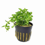 Gratiola Viscidula
