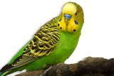 Cocorita Ancestrale