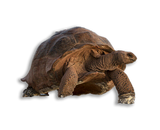 Tartaruga Gigante di Aldabra