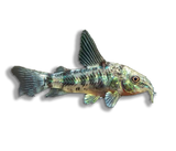 Corydoras Paleatus