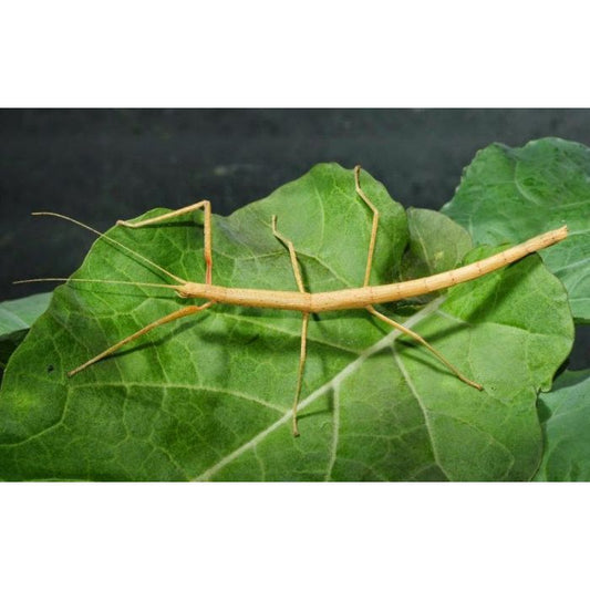 Insetto Stecco - Merauroidea Extradentata