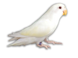 PULLO - Inseparabile Roseicollis Albino Allevato a Mano