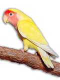 PULLO - Inseparabile Roseicollis Lutino Allevato a Mano