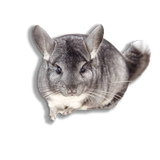 Chincillà Nero