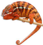 Camaleonte Pantera