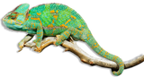 Camaleonte Velato