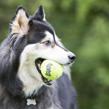 KONG - Squeezz Air Squeaker Tennis Ball