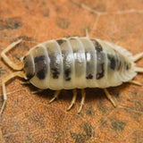 Onsichi Procelio
