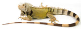 Iguana Verde