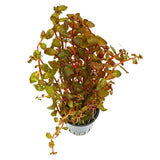 Ludwigia Guinea