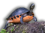 Tartaruga dal Ventre Rosso