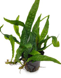 Microsorum Green Gnome