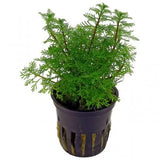 Myriophyllum Mattogrossense