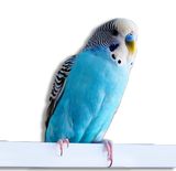 Cocorita Blu