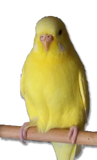 Cocorita Lutino