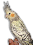 Calopsitta Perlato