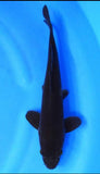 Carpa Koi Full Black