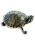 Tartaruga della Florida Geografica Baby