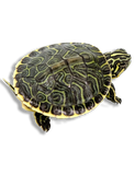 Tartaruga della Florida Geografica Baby