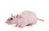 Ratto Nudo Domestico